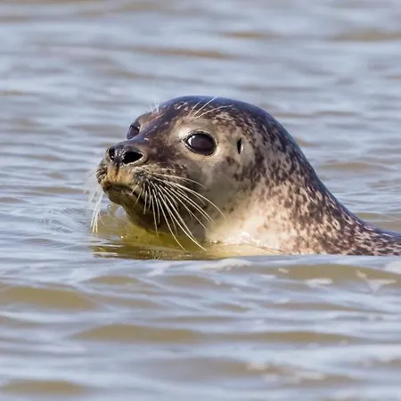 Proche Hopitaux Calve - Calot - Terrasse -100 M -grand Appartement-8 Pers * Berck
