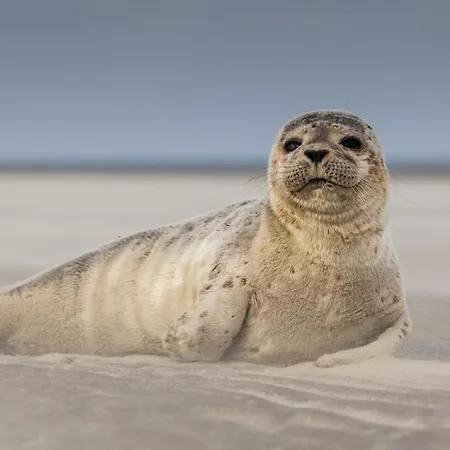 Proche Hopitaux Calve - Calot - Terrasse -100 M -grand Appartement-8 Pers Appartamento *